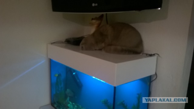 Котовторник 16.02.16