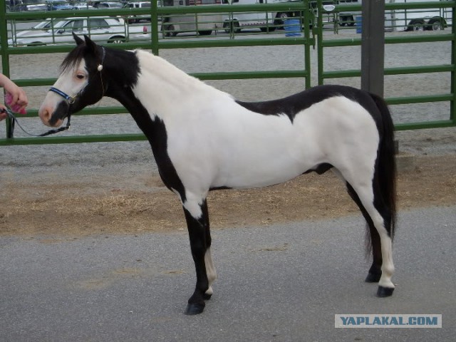 Кто-то неправильно их раскрасил