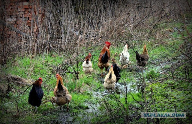 Сельскохозяйственный эксперимент ч. 7