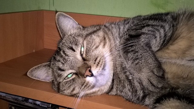 Котовторник 19.07.2016