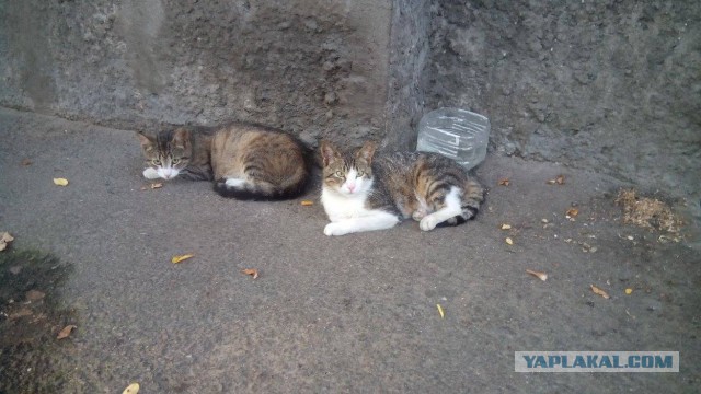 Котовторник 26.07 2016