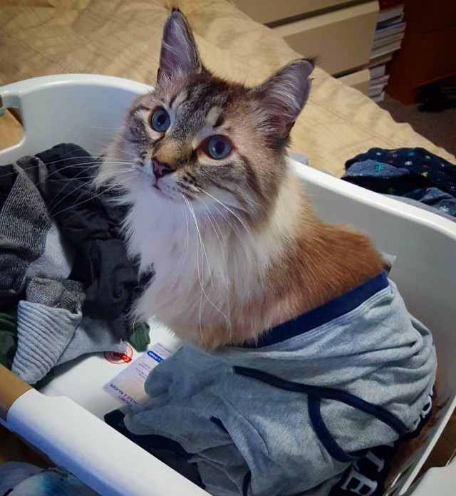 Котопрятки