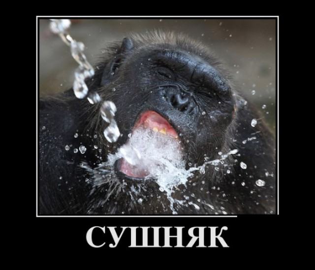 Самые смешные животные