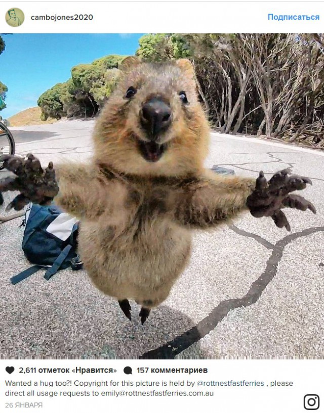 В Австралии на туриста прыгнула веселая квокка