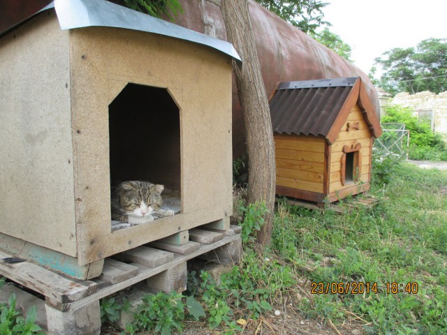 Коты и Кошки