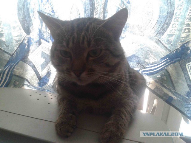 Котовторник  13.02.2018