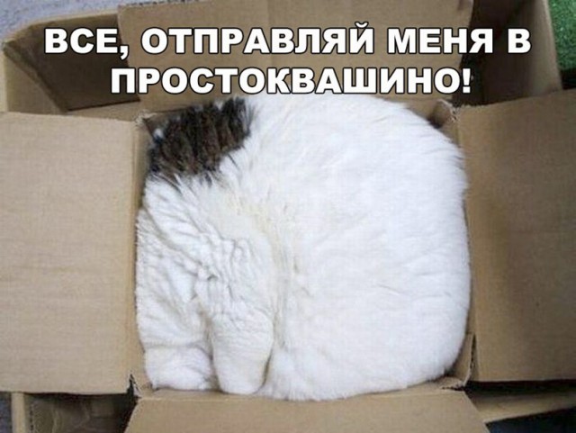 Фотобомбы котов
