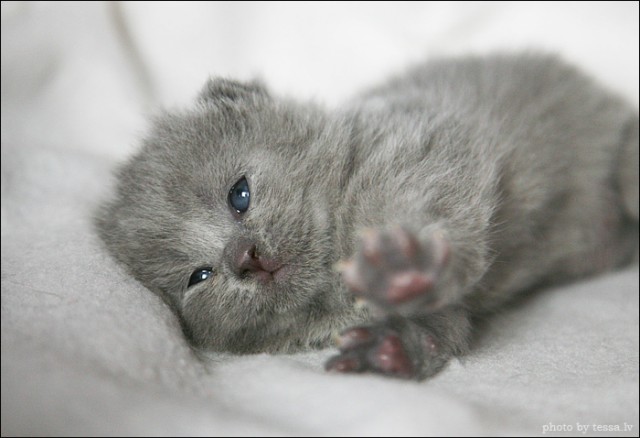 Котовторник на 6 июля