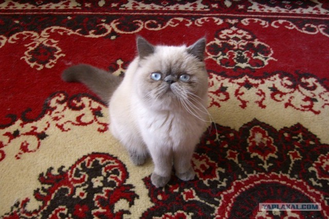 Котовторник на середину июня
