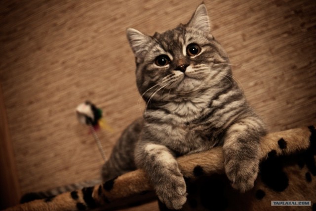 Котовторник с Максом
