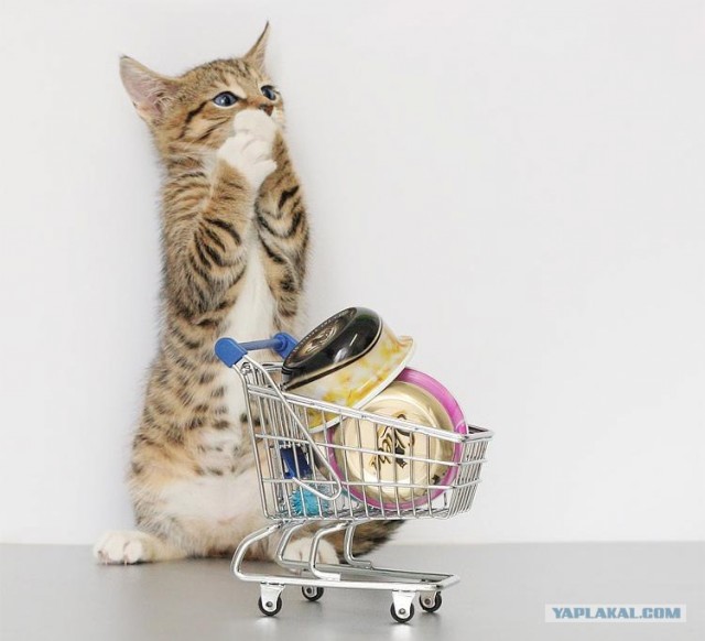 Состоятельный котовторник