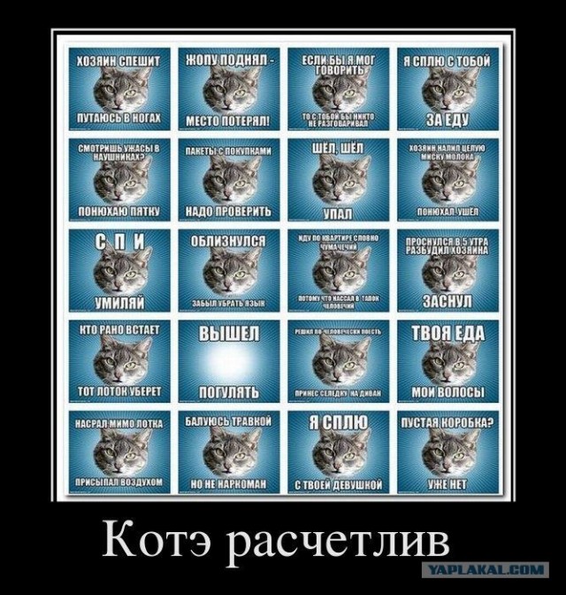 Котовторник 1.11.11