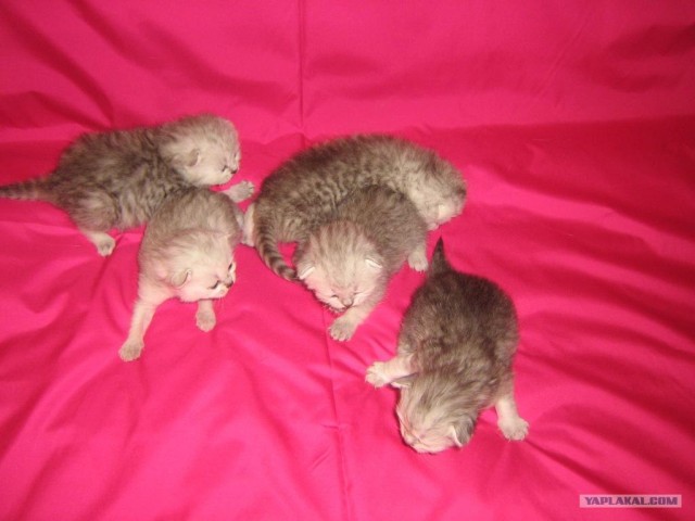 Котовторник (24. 01. 2012 )