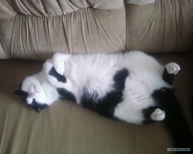 КОТОВТОРНИК (6.03.2012)
