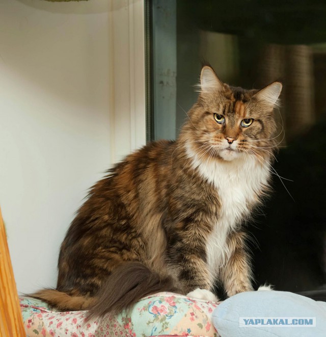 20 снимков с кисточками, доказывающих, что прекраснее мейн-кунов могут быть лишь котята мейн-кунов