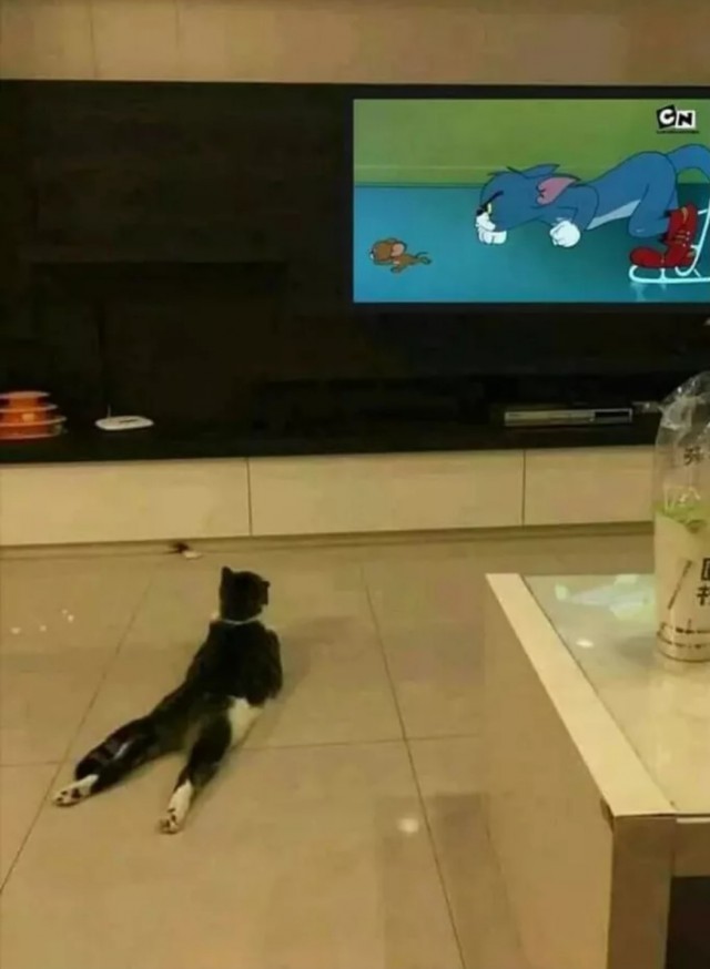 Котовторник! начнем? 04.06.19