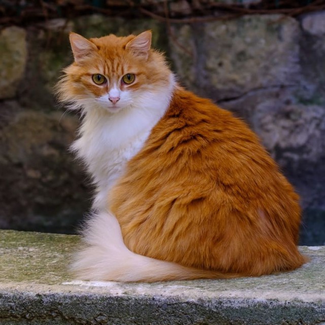 Котовторник однако