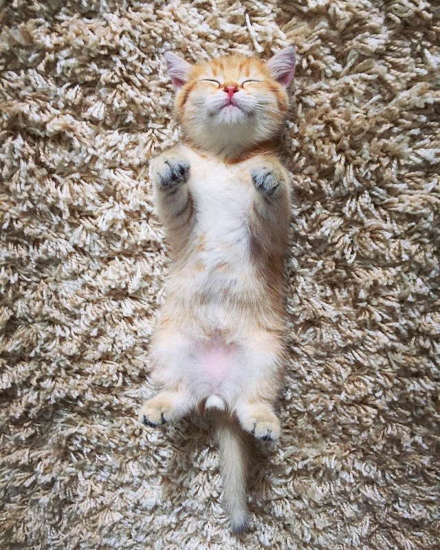Забавные фото котеек