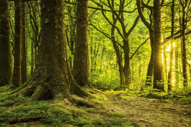 34 удивительные вещи, которыми владеет королева Елизавета II