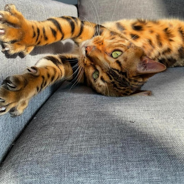 Эти забавные животные