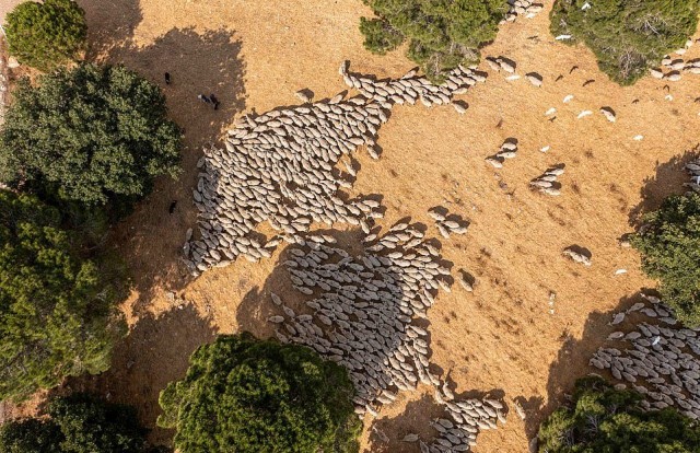 Фотограф с помощью дрона превратил стадо овец в движущееся произведение искусства