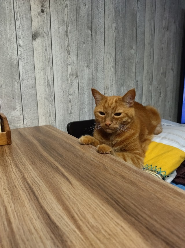 Котовторник (свои добавляем)