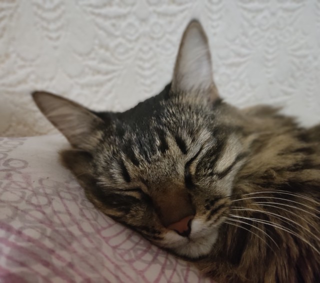Вторник. Котэ. Пора