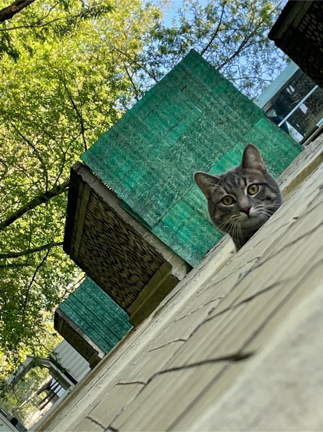 Котовторник. Королева помойки