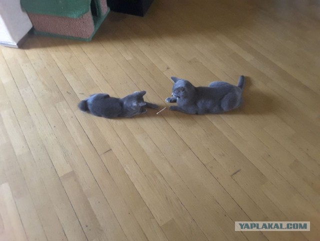 Просто принцесса Лея