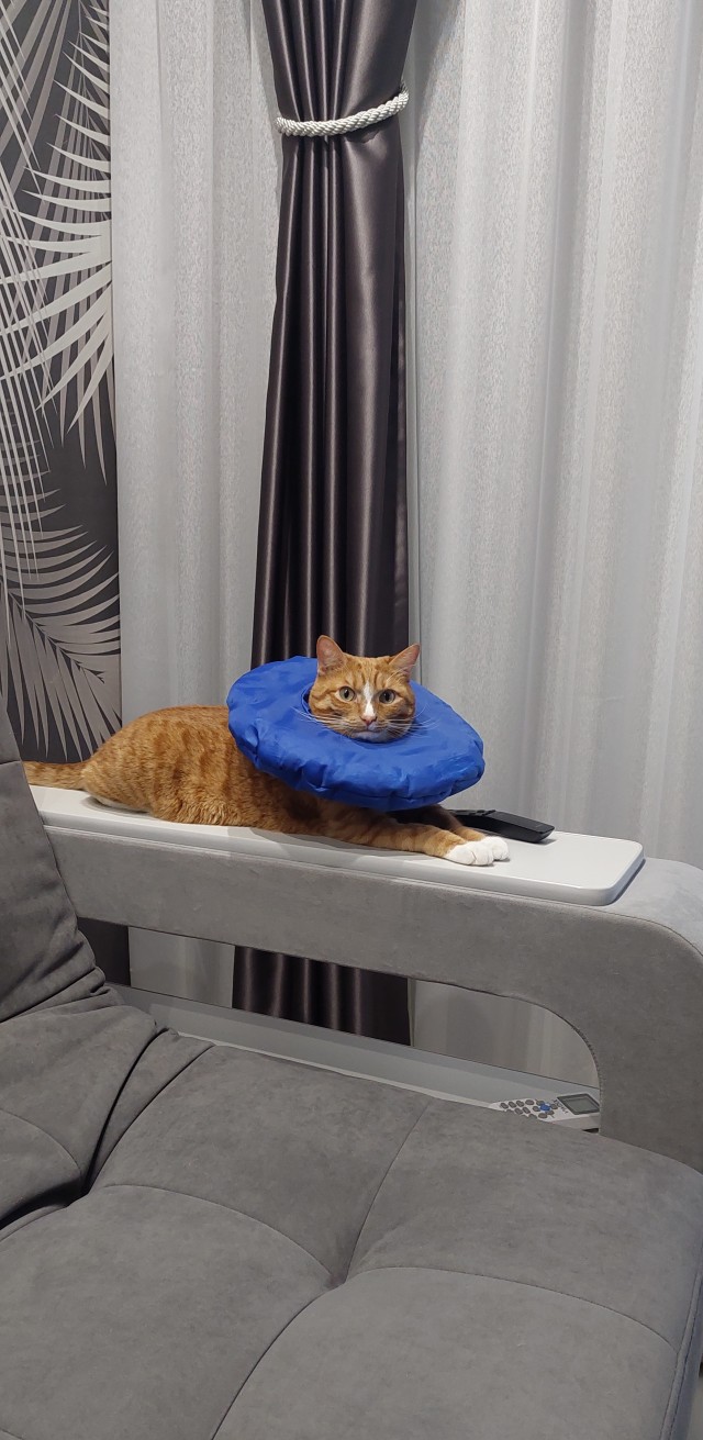 Котовторник 17.01.23