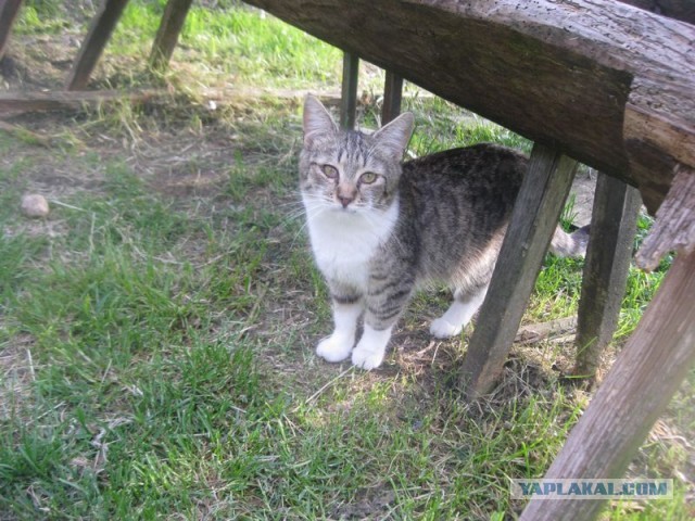 Жизнь домашнего приюта для котеек 447