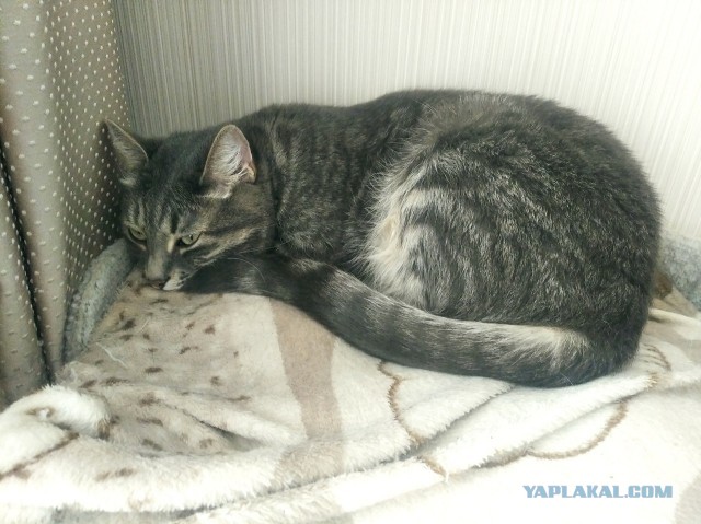 Начинаем котофторник?