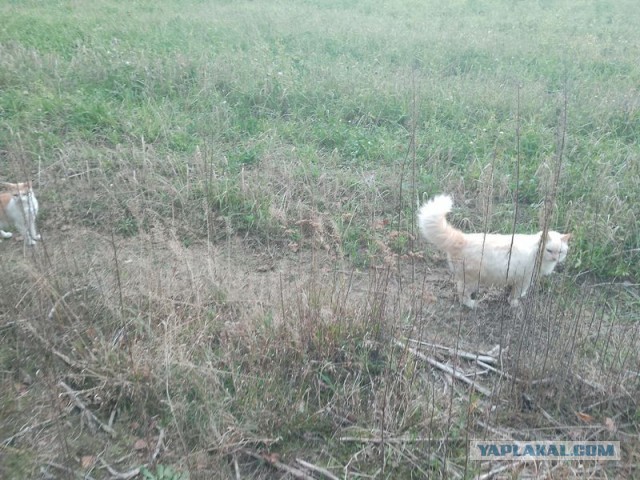 Жизнь домашнего приюта для котеек 466
