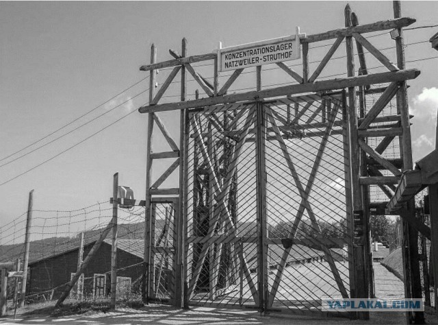 Эксперт РВИО Егор Яковлев: отец Урсулы фон дер Ляйен помиловал нацистского убийцу