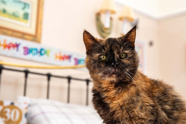 Самой старой кошке в мире исполнилось 30!