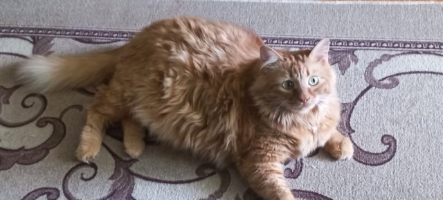 Нефотогеничный кот