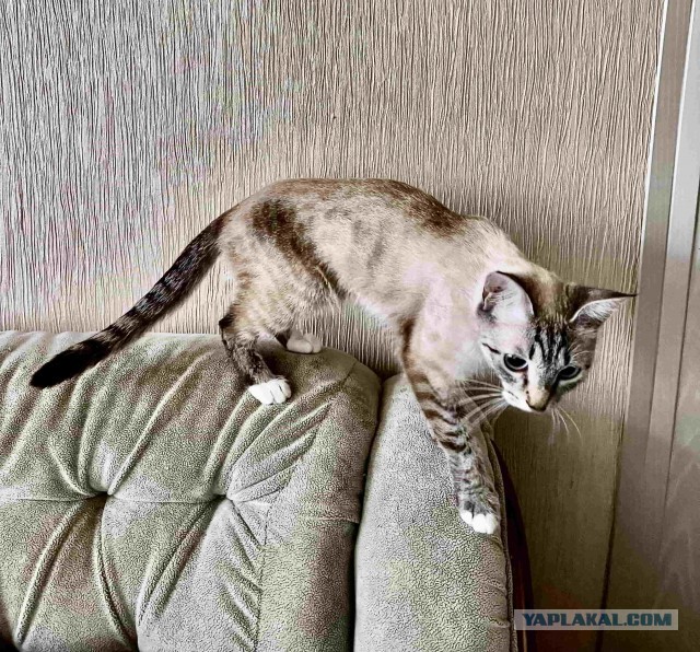 Котовторник