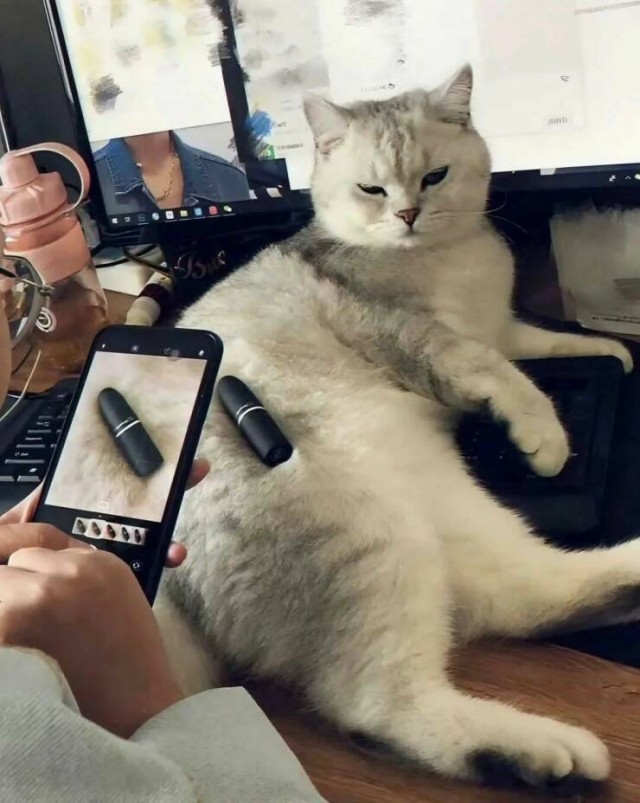 Котовторник же!