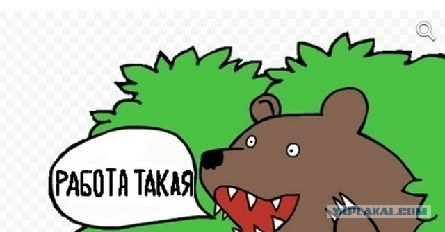 Пака, Медвед!