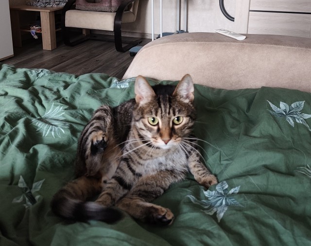 Сегодня котовторник.