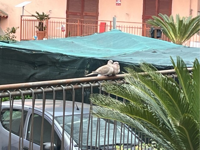 Голуби - шпионы.