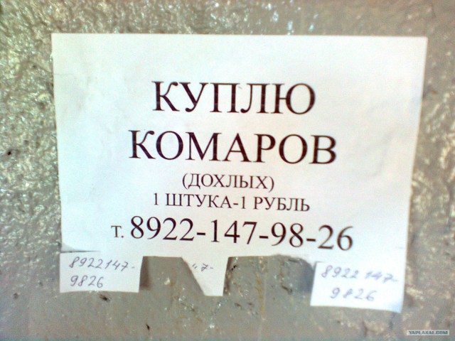 Нашествие комаров накрыло Подмосковье