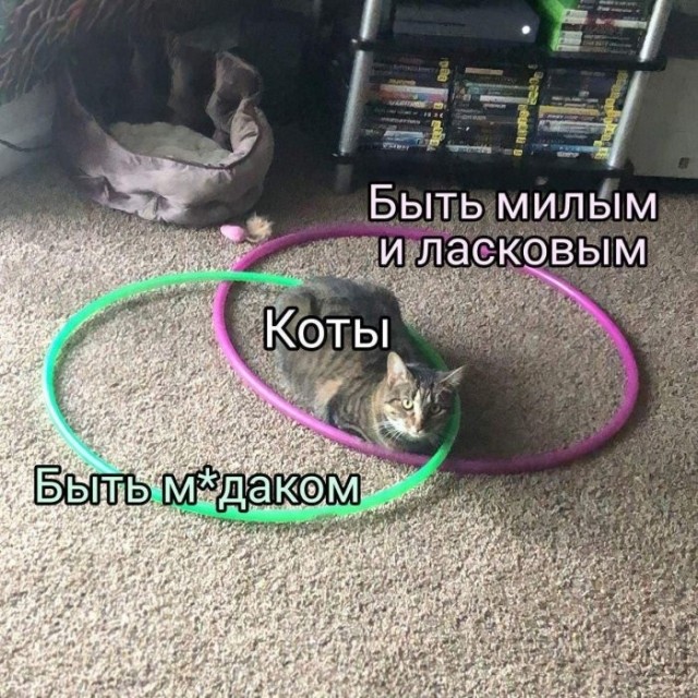 Веселые картинки в маленькую пятницу (10.06)