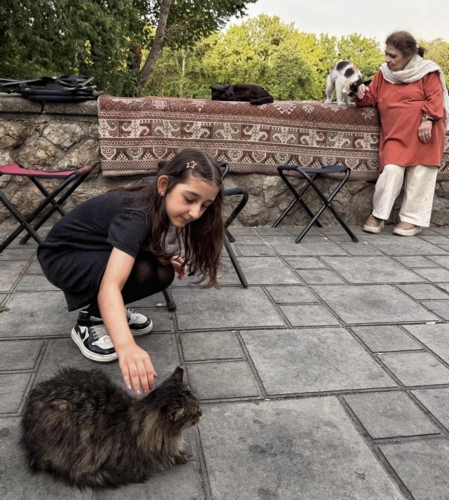 Уличные кошки Ирана