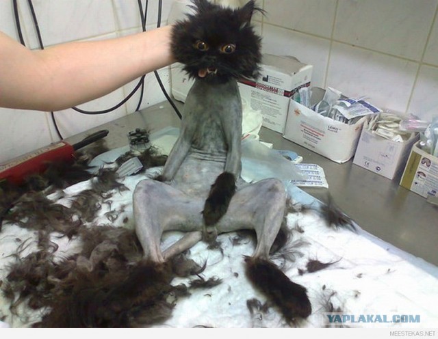 Подстригли кота