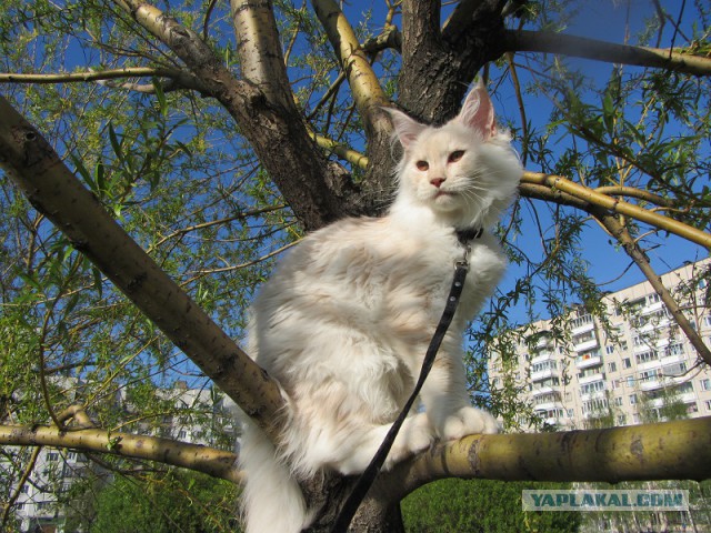 Котовторник 20.05.2014