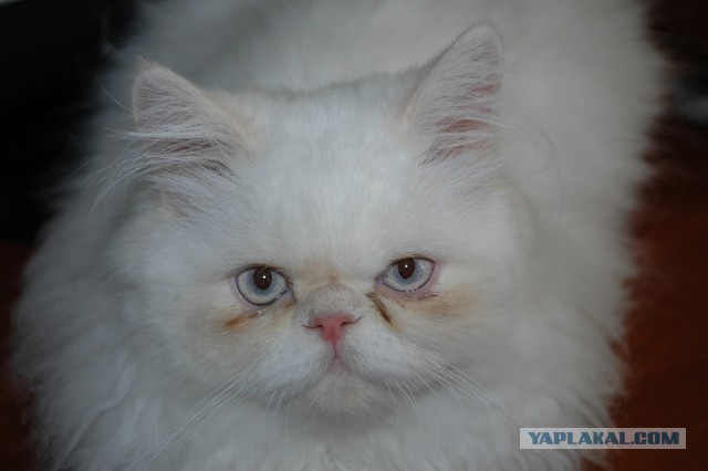 Котовторник 23.09.2014.