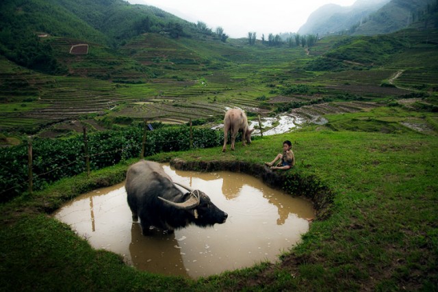 Мальчик и бык