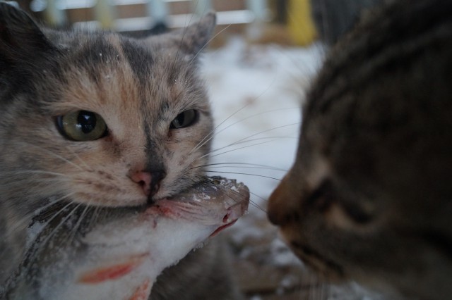 Пермские коты