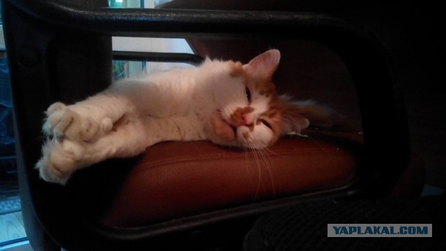 Котовторник   02.06.2015